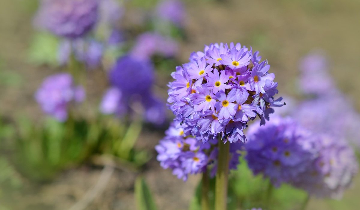 Creating a Mini Meadow in a Front Garden Verge