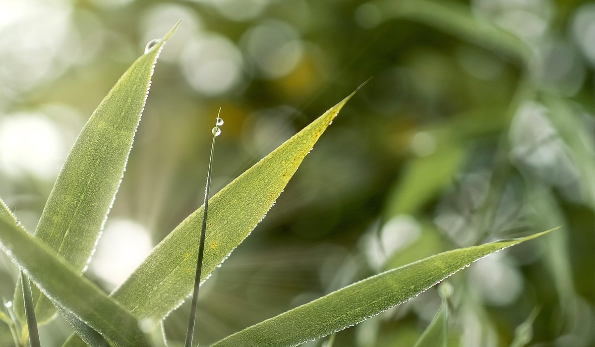 Growing Hazel Trees from Nuts for Wildlife and Seasonal Structure