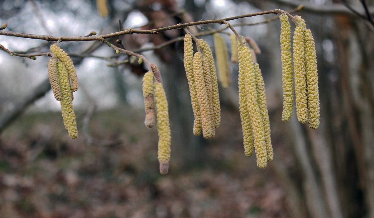 How to Plant a Native British Hedgerow in Small Gardens