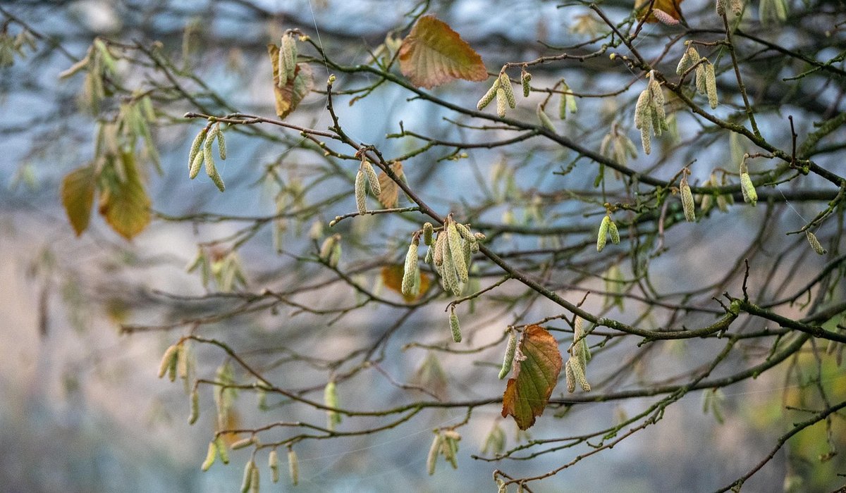 Identifying Common British Garden Birds by Their Songs and Calls