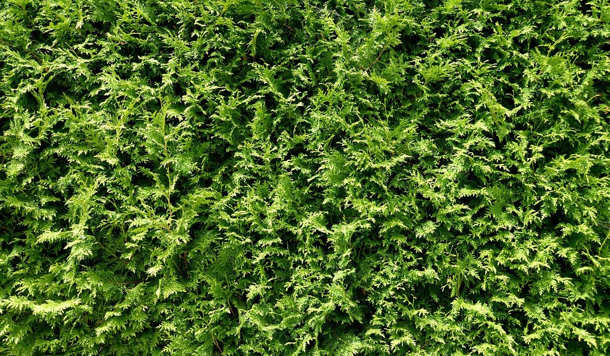 Making Leaf Mould from Autumn Leaves for Healthy Soil