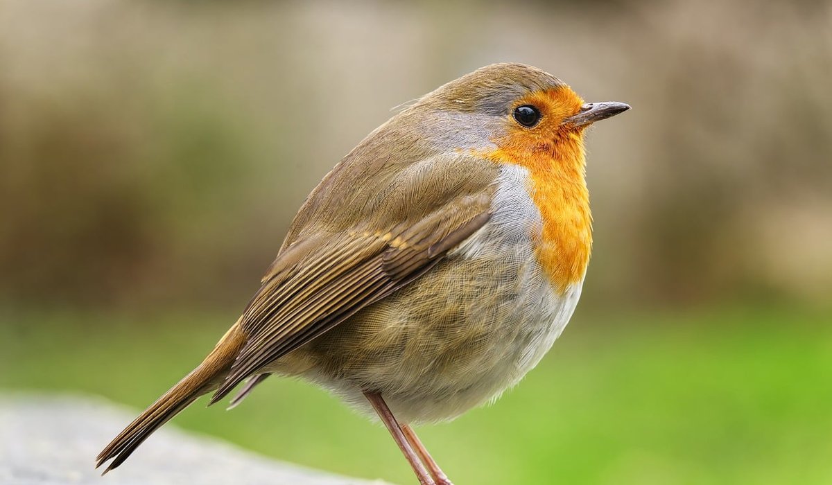 Planting Spring Bulbs for Early Pollinators in UK Gardens