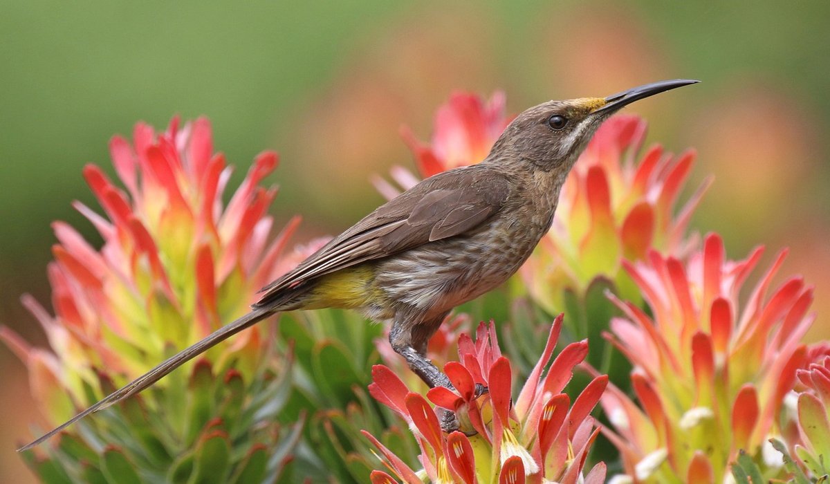 Pruning Native Shrubs After Flowering to Keep Hedges Healthy
