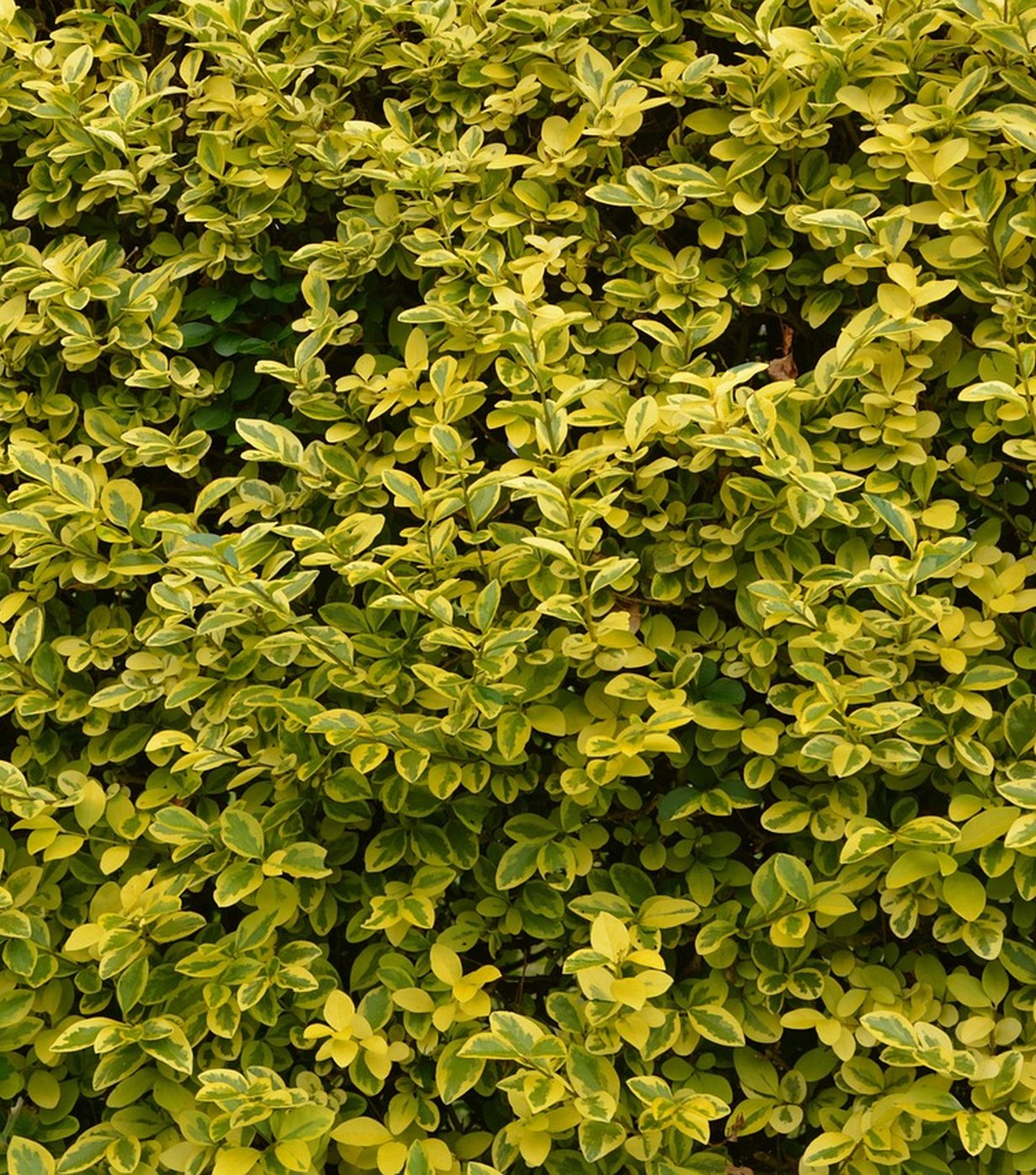 The Dewy Hazel