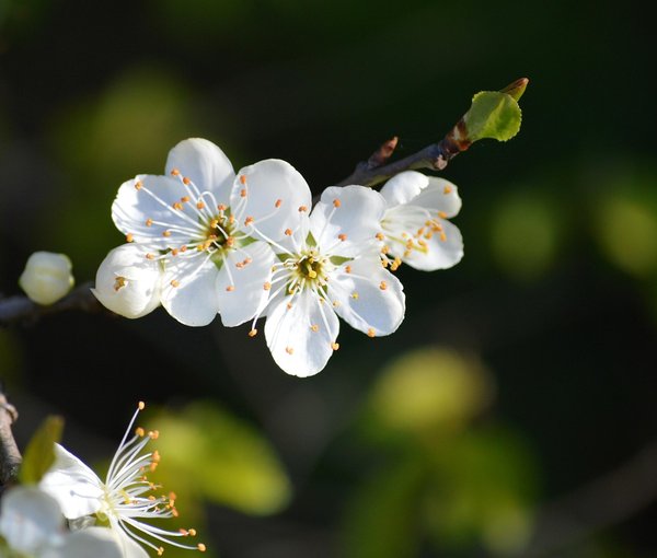 The Dewy Hazel